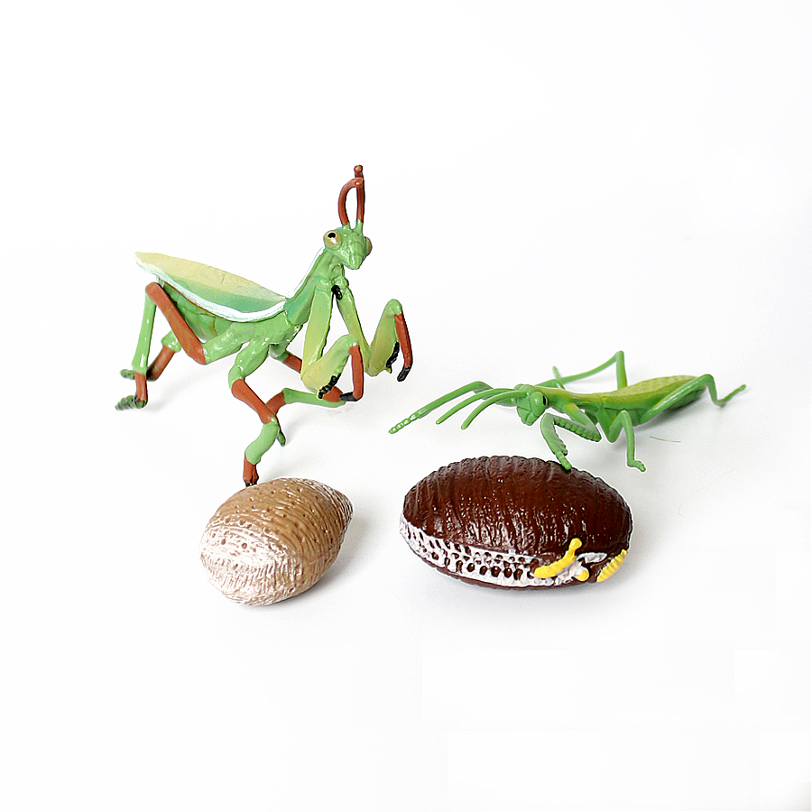 Modelo Realista de Mantis Orqu - Kids Education Product avaliação e preço